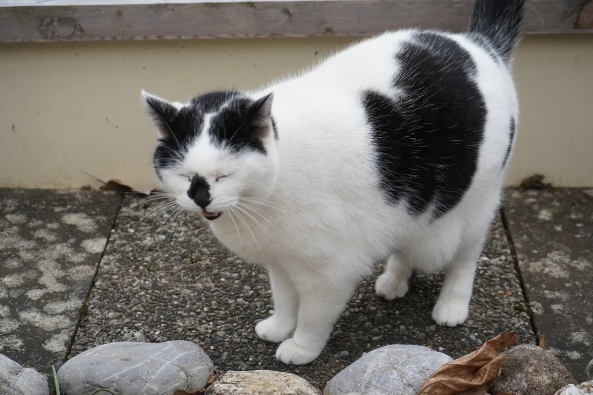 Eine schwarz-weiss gefleckte Katze steht auf einem Steinplattenweg